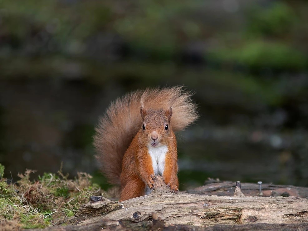  - Can you spot a squirrel on one of our walks? - SWAN Stirling Health Walks Every Monday in June